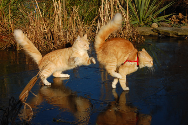 Bulli und Barbie beim Eislaufen.jpg